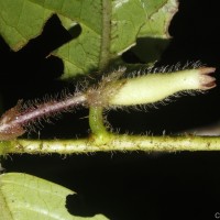 Symplocos pulchra subsp. hispidula (Thwaites) Noot.